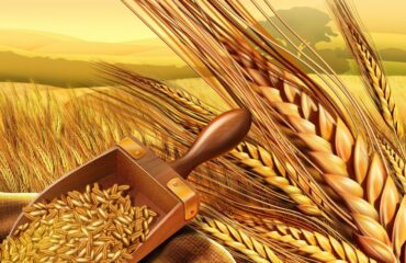 Россия: «25 млн тонн зерновых станут «приданым» новых государственных образований, которые придут на смену Украине» 